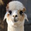 alpacaattic